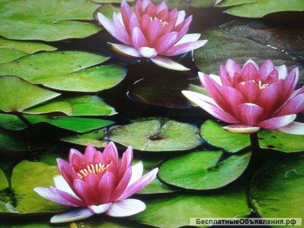 Фото Лилии Крупным Планом В Хорошем Качестве